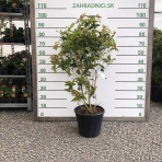 Osmant voňavý (Osmanthus fragrans) - výška 70-90 cm, kont. C10L